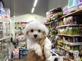 Ev Doğumlu Teacup Maltipoo